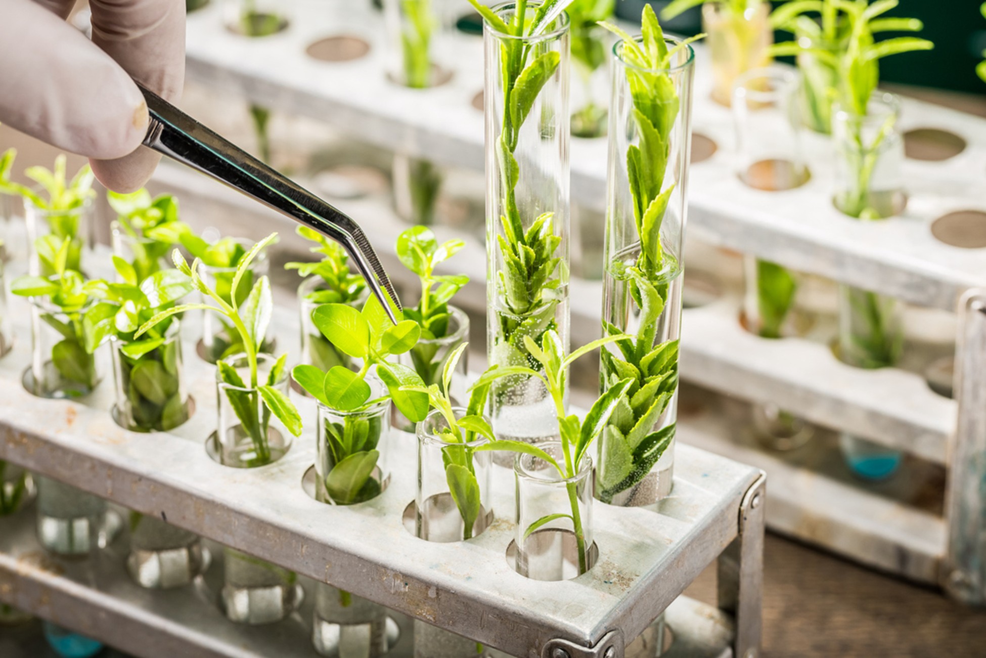 BIOLIFE - April 2026